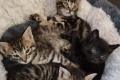 Katzenbabys/Kitten