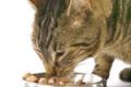 Katzenfutter ohne Zusätze