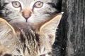Katzenkinder suchen ein eigenes Zuhause