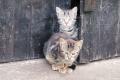 Katzenkinder suchen ein eigenes Zuhause