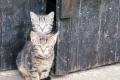 Katzenkinder suchen ein eigenes Zuhause