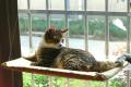 Katzenliege Fensterliege Sunny Seat Katze Bett Liege 