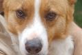 Kimo, a.d.Tierschutz, sucht liebes Zuhause