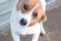 Kimo, a.d.Tierschutz, sucht liebes Zuhause