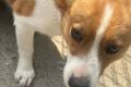 Kimo, a.d.Tierschutz, sucht liebes Zuhause