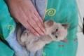kitten , Katzen Babys ,Kätzchen Baby BKH //Thai // 