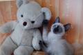 kitten , Katzen Babys ,Kätzchen Baby BKH //Thai // 