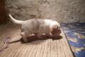 Kleine Beaglehündin 13 Wochen