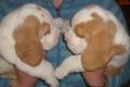 Kleine Beaglehündin 13 Wochen