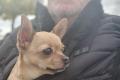 Kleine Chihuahua Prinzessin in einen schönen ruhigen Platz abzuge