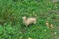Kleine Chihuahua Prinzessin in einen schönen ruhigen