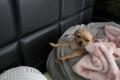 Kleine Chihuahua Prinzessin in einen schönen ruhigen