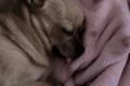 Kleine Chihuahua Prinzessin in einen schönen ruhigen