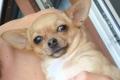 Kleine Chihuahua Prinzessin in einen schönen ruhigen