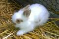 Kleine Kaninchenkinder suchen neuen Wirkungskreis auch Widder