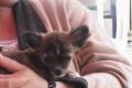 kleiner Chihuahua Rüde (Namens Gismo) 12 Wochen