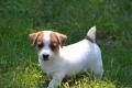 kostenlose Jack Russell Terrier für ein Haustier liebevolle