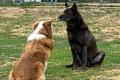 Labrador + Australian Shepherd Welpen Mischling