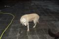 Labrador Hündin sucht liebevolles zuhause, zu verschenken