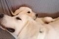 Labrador Retriever in liebevolle Hände abzugeben