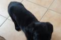 Labrador Welpe in schwarz - rüde - HD + ED freie Eltern