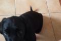 Labrador Welpe in schwarz - rüde - HD + ED freie 