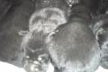 Labrador Welpen, schwarz, geboren am 25.04.13, Preis 