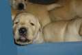 Labradorwelpen aus seriöser Hundezucht
