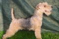 Lakeland Terrier abzugeben!