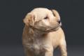 Lakeland Terrier Welpen