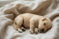 Lakeland Terrier Welpen