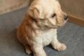 Lakeland Terrier Welpen