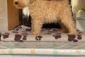 Lakeland Terrier Welpen abzugeben!