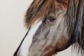 Lebensnahe Tierzeichnungen und Pferdeportraits