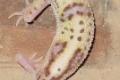 Leopardgecko Nachzuchten 2012 abzugeben