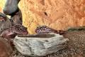 Leopardgeckos incl. Terrarium 120*60*60