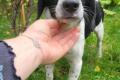Liby, a.d.Tierschutz, sucht Happy-Home