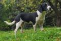 Liby, a.d.Tierschutz, sucht Happy-Home