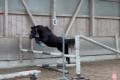 Liebe Welsh B Ponystute sucht tolles Zuhause