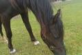 Liebe Welsh B Ponystute sucht tolles Zuhause
