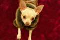 Liebebedürftiger Chihuahua Rüde sucht ein neues Zuhause