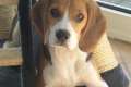 Lieber Beagle sucht neues Zuhause