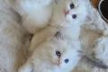 Liebevolle Ragdoll-Kitten suchen ihr Zuhause