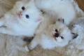 Liebevolle Ragdoll-Kitten suchen ihr Zuhause