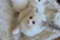 Liebevolle Ragdoll-Kitten suchen ihr Zuhause