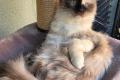 Liebevolle Ragdoll-Kitten suchen ihr Zuhause