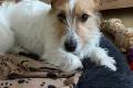 Luki sucht dringend neues Zuhause