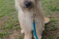 Luna, a.d.Tierschutz, sucht Happy-Home