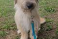 Luna, a.d.Tierschutz, sucht Happy-Home