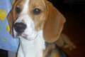 macho beagle busca hembra de su raza